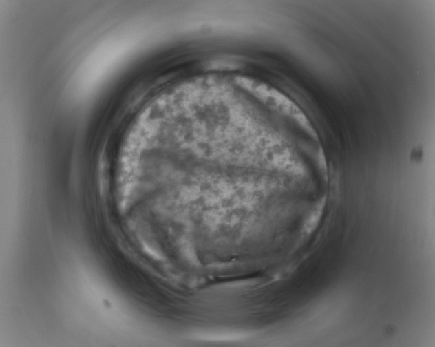 X0000113861151200910221435