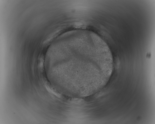 X0000113861154200910221435
