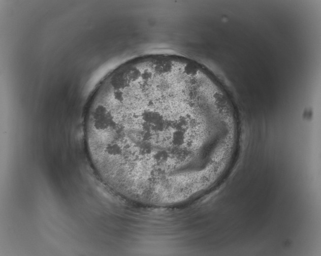 X0000113861167200910221434