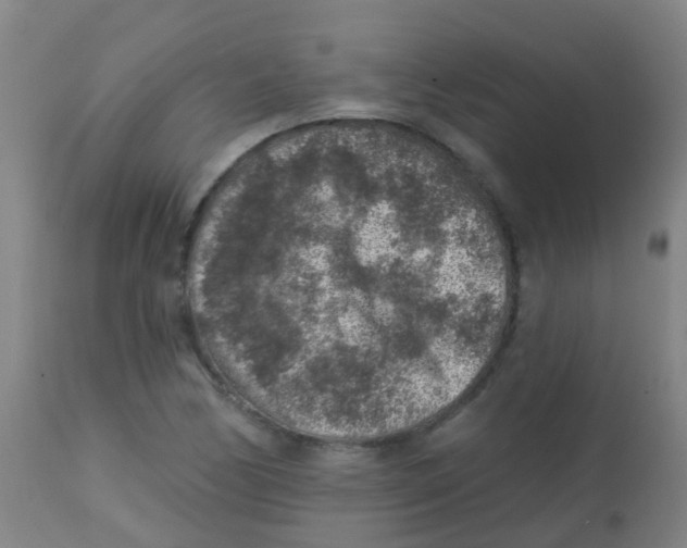 X0000113861170200910221434
