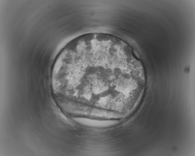 X0000113861184200910221434