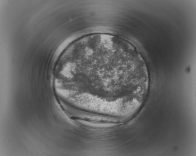 X0000113861188200910221434