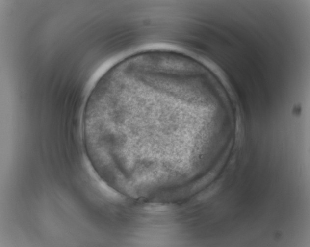 X0000113861199200910221434