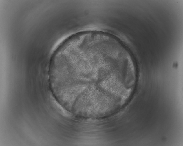 X0000113861216200910221434