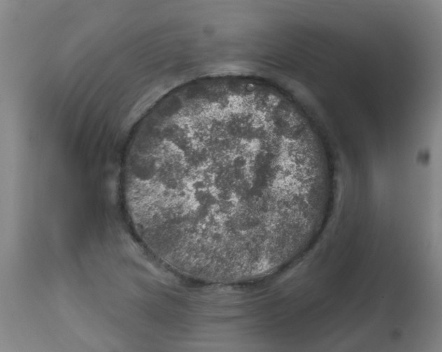 X0000113861217200910221434