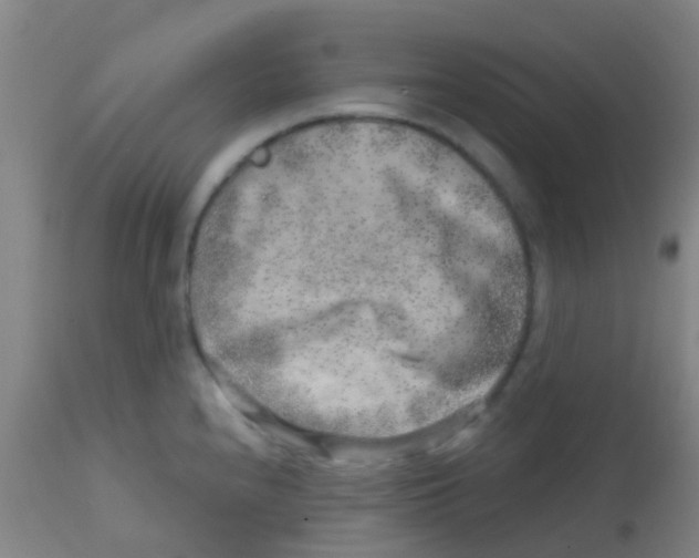 X0000113861240200910221434
