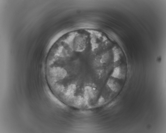 X0000113861243200910221434