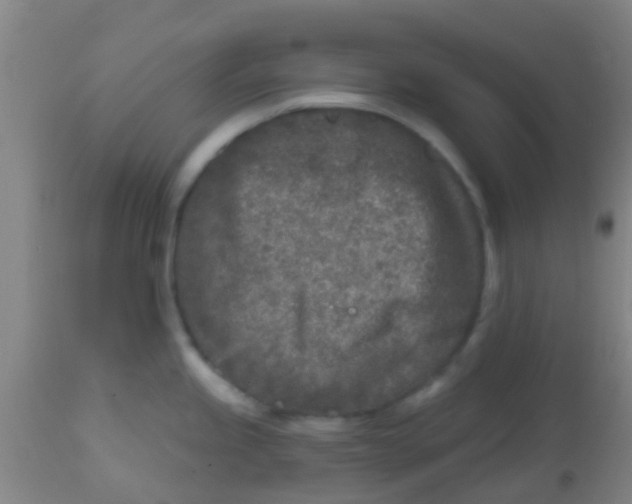 X0000113861245200910221434