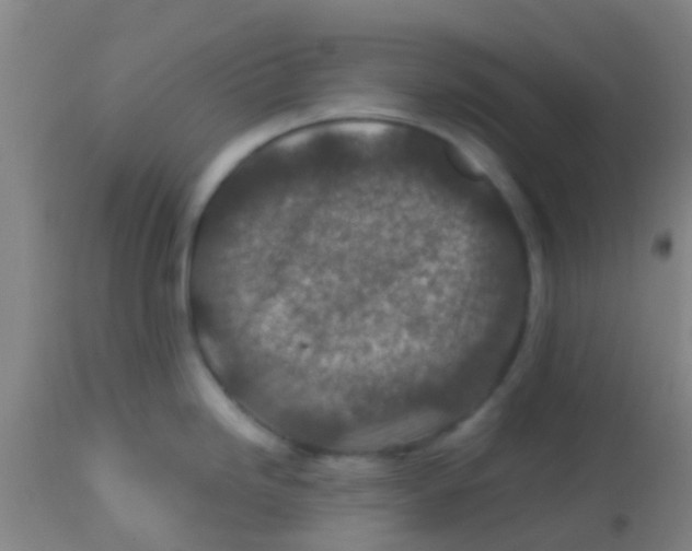 X0000113861246200910221434