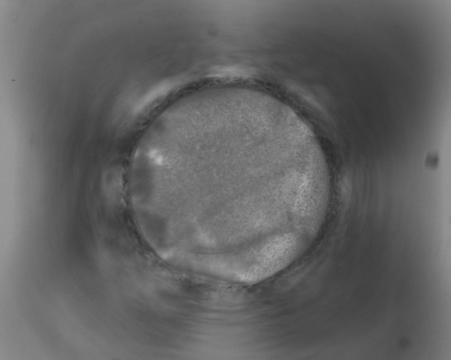X0000113861254200910221433