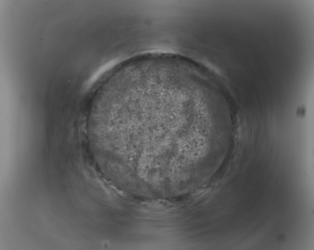 X0000113861255200910221433