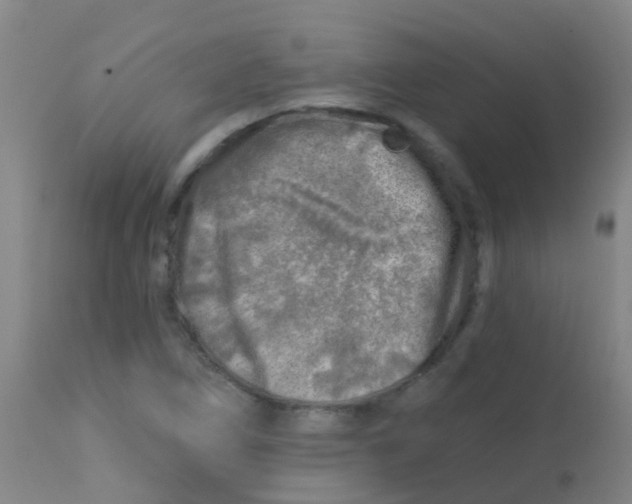 X0000113861266200910221433