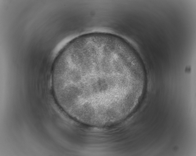 X0000113861271200910221433