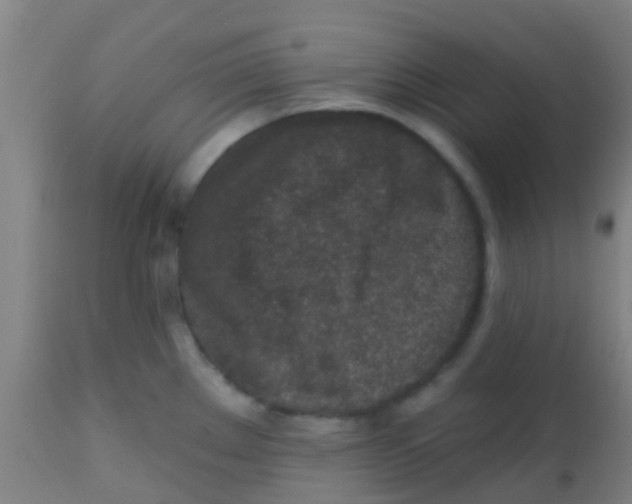 X0000113861289200910221433