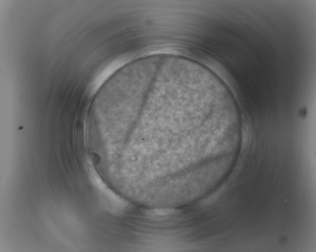 X0000113861290200910221433