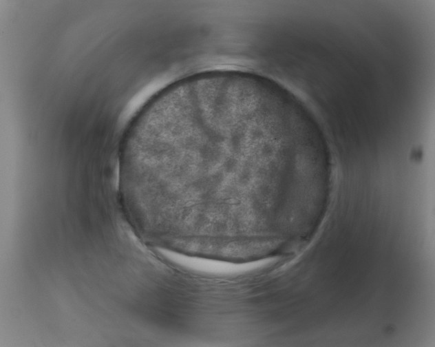 X0000113861317200910221432