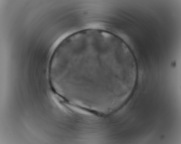 X0000113861331200910221432