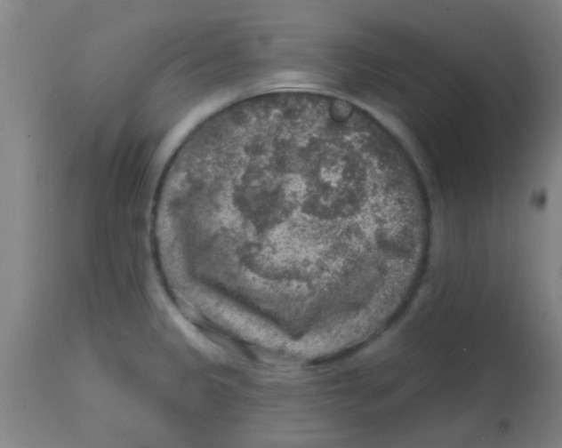 X0000113861333200910221432