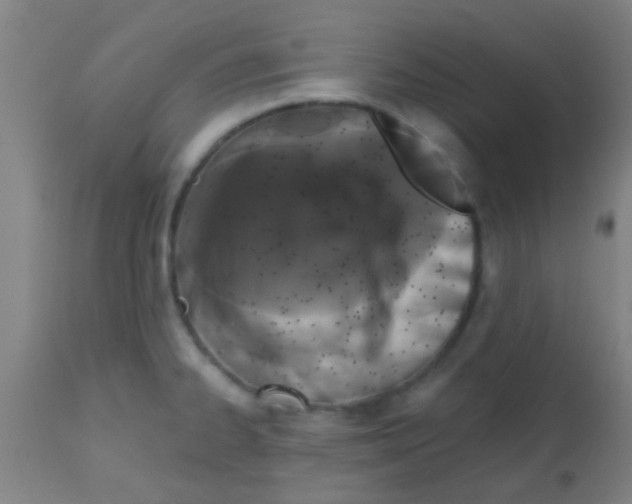 X0000113861334200910221432