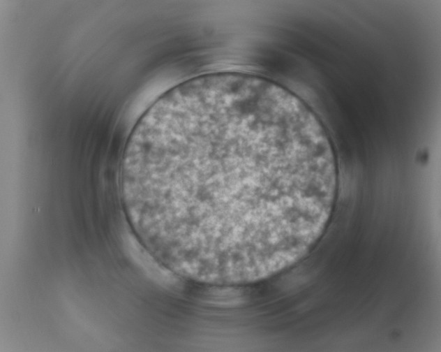 X0000113861338200910221433