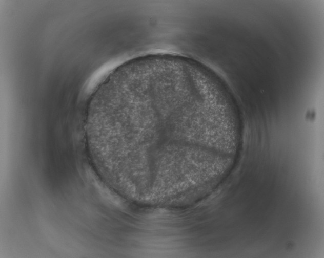 X0000113861359200910221432