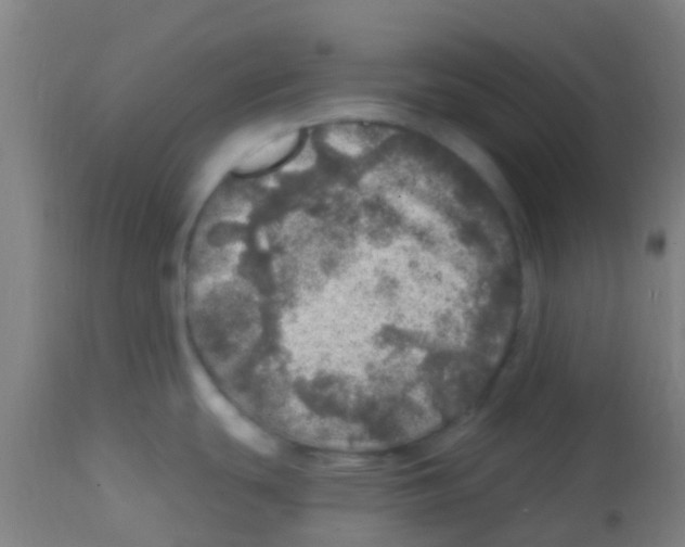 X0000113861439200910221431