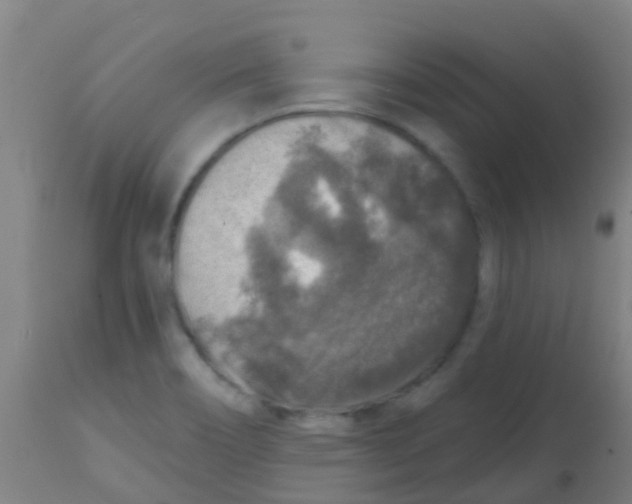 X0000113861466200910221430