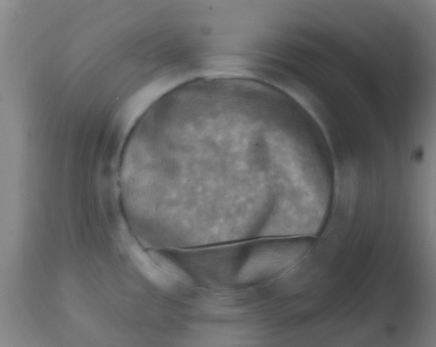X0000113861485200910221430