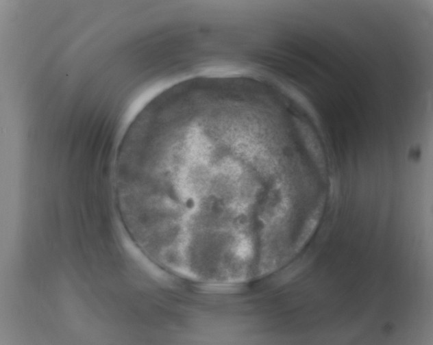 X0000113861487200910221430