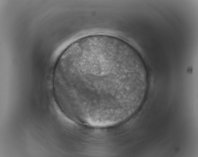 X0000113861504200910221429