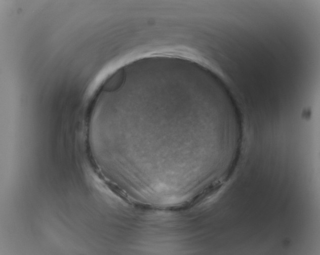 X0000113861506200910221429