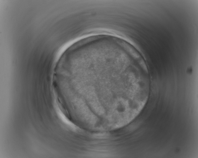 X0000113861535200910221430