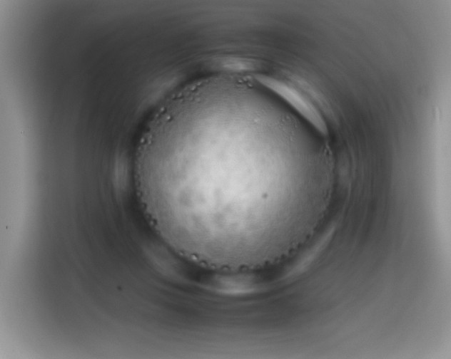 X0000113870359200910011117