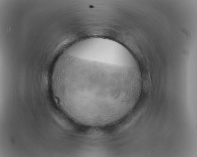 X0000113870207200910081733