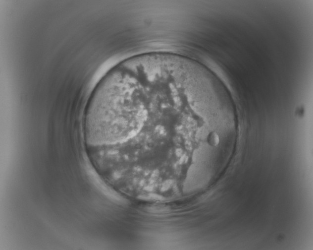 X0000113871291200910151251