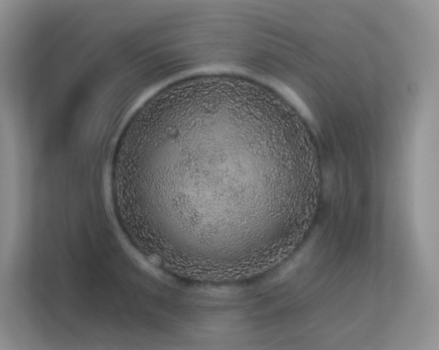 X0000113880895200909241350