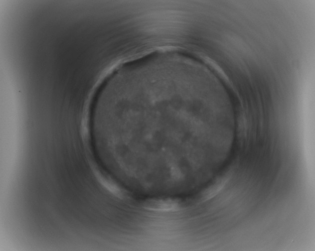 X0000113880443200910011135