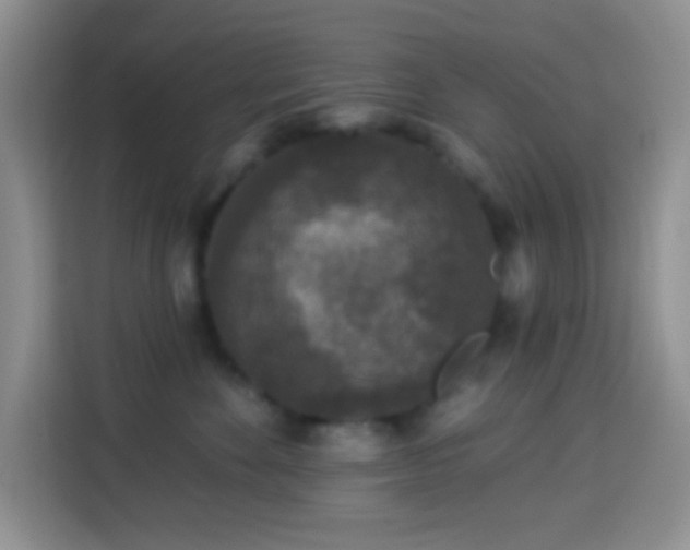 X0000113880524200910011135