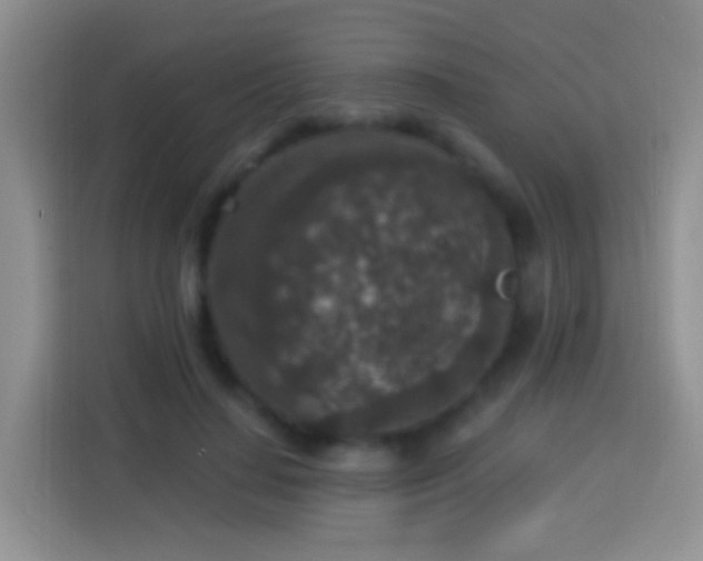 X0000113880644200910011133