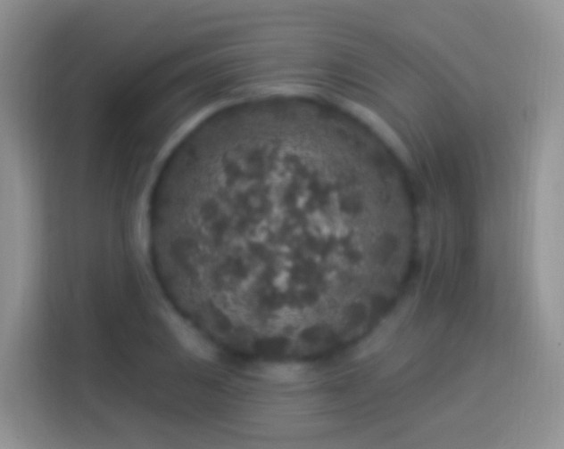 X0000113881031200910011128