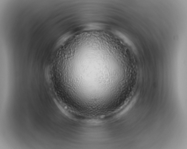 X0000113881137200910011127