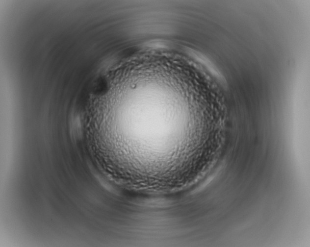 X0000113881233200910011126