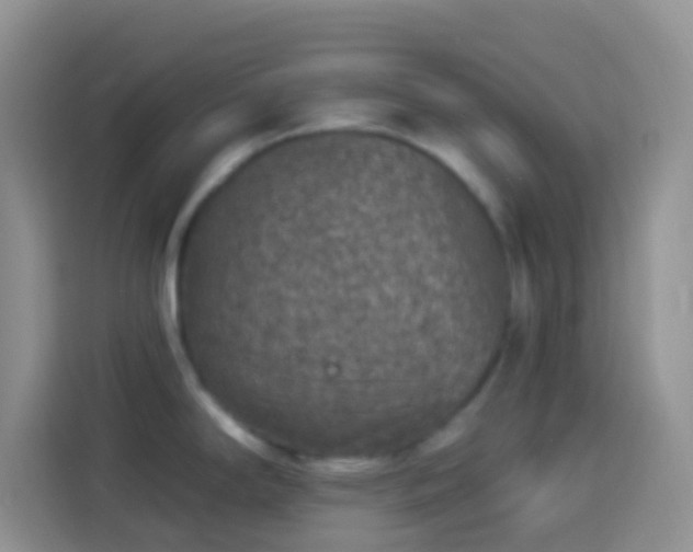 X0000113881294200910011125