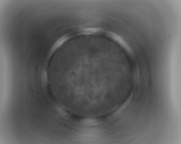 X0000113881362200910011124