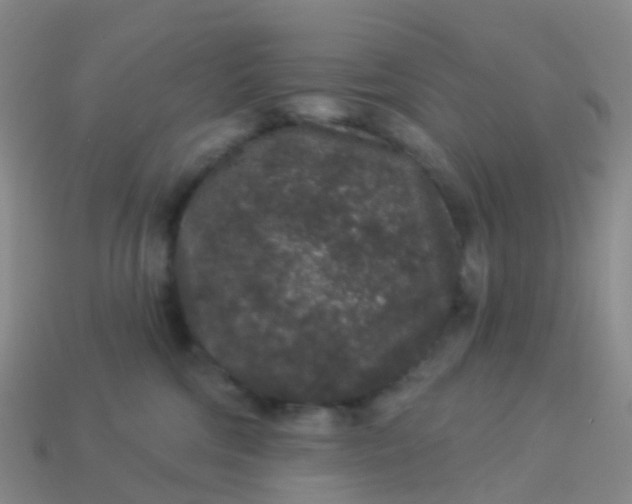 X0000113880330200910081752