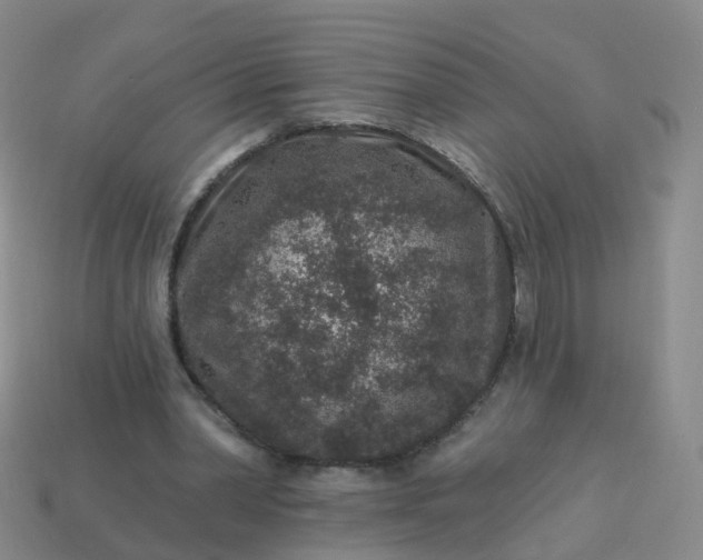 X0000113880390200910081751