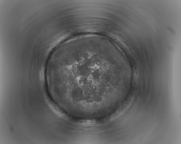 X0000113880398200910081751