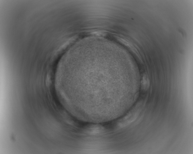 X0000113880424200910081750