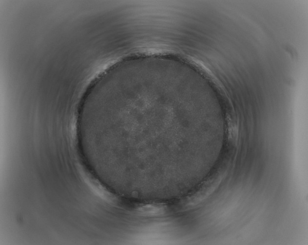 X0000113880447200910081750