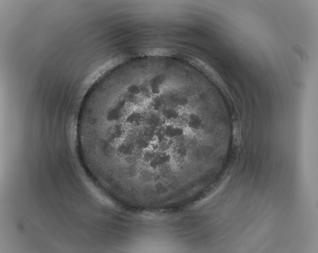 X0000113880725200910081746